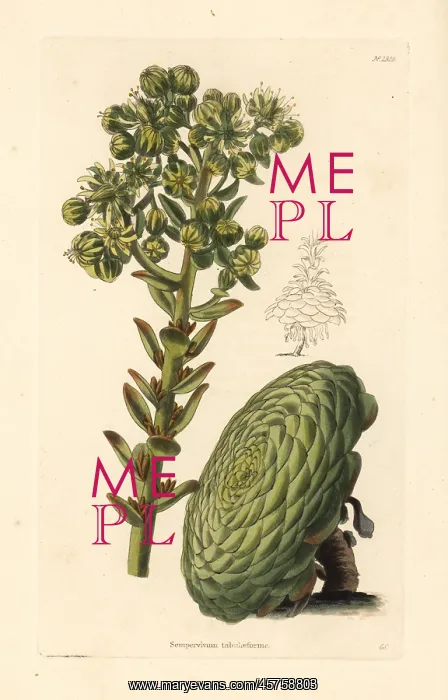 : Flat-topped aeonium or saucer plant, Aeonium tabuliforme : Flat-topped aeonium or saucer plant, Aeonium tabuliforme