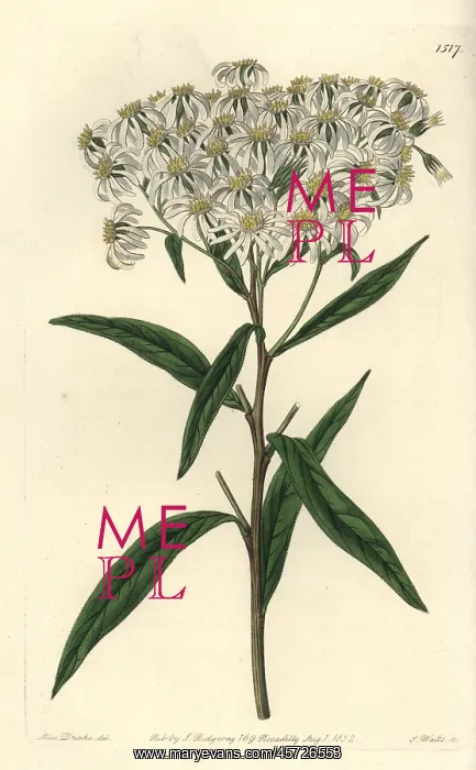 : Flat-topped aster, Doellingeria umbellata : Flat-topped aster, Doellingeria umbellata