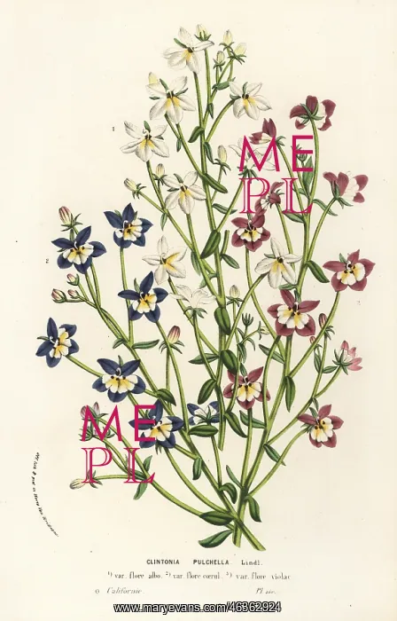 : Flatface calicoflower, Downingia pulchella : Flatface calicoflower, Downingia pulchella