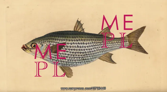 : Flathead mullet, Mugil cephalus : Flathead mullet, Mugil cephalus