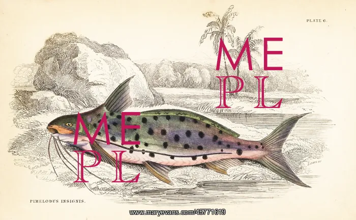 : Flatwhiskered catfish, Pinirampus pirinampu : Flatwhiskered catfish, Pinirampus pirinampu