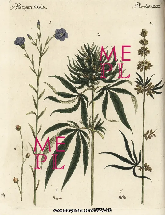: Flax and cannabis : Flax and cannabis