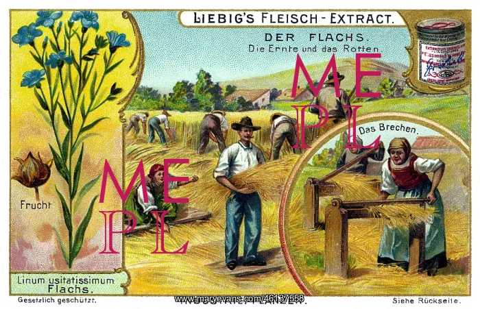 : Flax harvest : Flax harvest