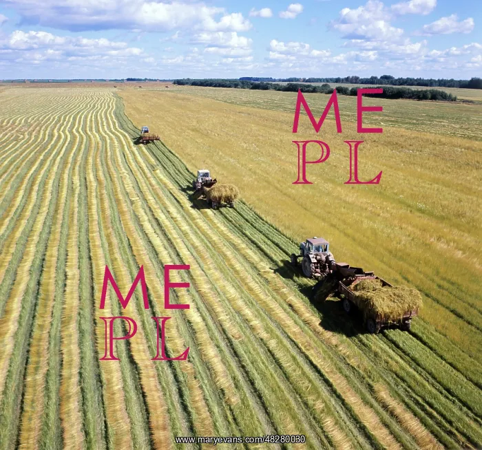 : Flax harvesting, 1976 : Flax harvesting, 1976