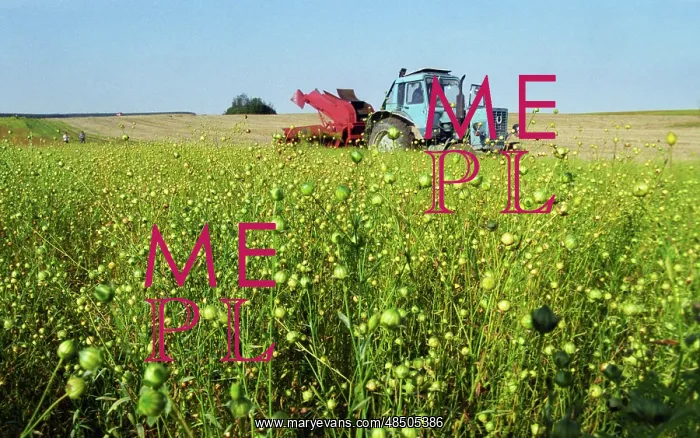 : Flax harvesting in Belarus, 2000 : Flax harvesting in Belarus, 2000