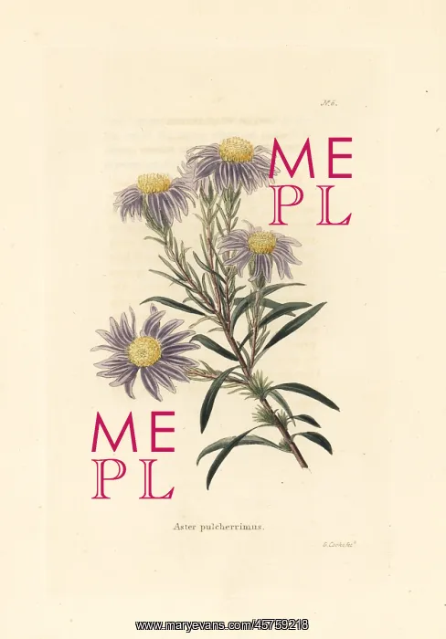 : Flax-leaf ankle-aster, Ionactis linariifolia : Flax-leaf ankle-aster, Ionactis linariifolia