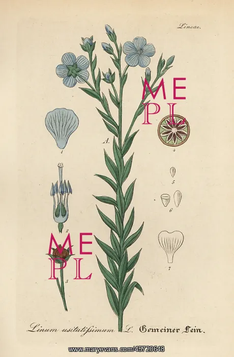 : Flax or linseed, Linum usitatissimum : Flax or linseed, Linum usitatissimum