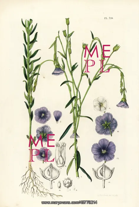 : Flax or linseed, Linum usitatissimum : Flax or linseed, Linum usitatissimum