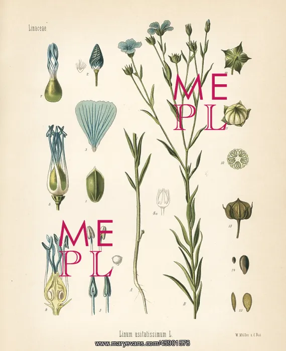 : Flax or linseed, Linum usitatissimum : Flax or linseed, Linum usitatissimum