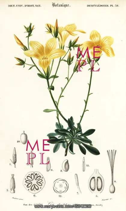  : Flax, Linum campanulatum