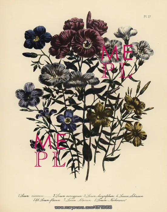 : Flax or Linum species : Flax or Linum species