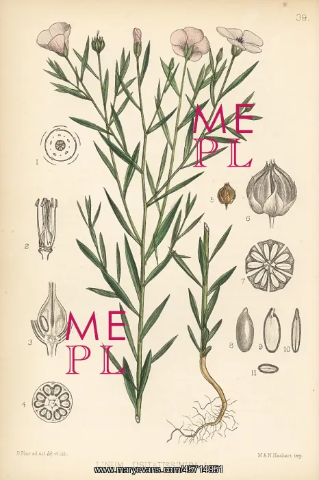 : Flax, Linum usitatissimum : Flax, Linum usitatissimum