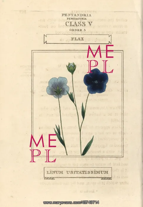 : Flax, Linum usitatissimum : Flax, Linum usitatissimum