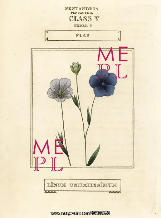 : Flax, Linum usitatissimum : Flax, Linum usitatissimum