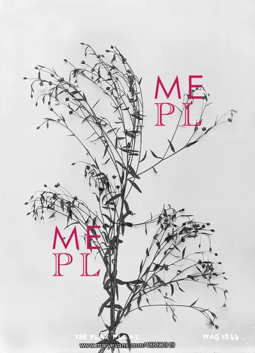 : The Flax Plant : The Flax Plant