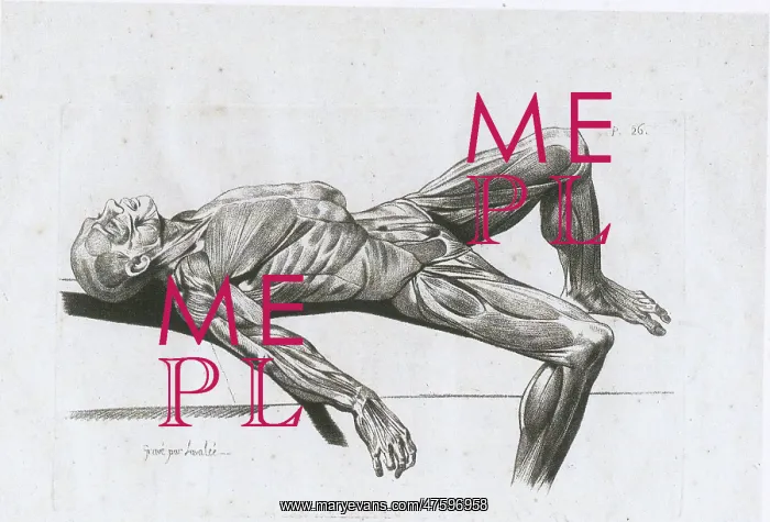 : A flayed cadaver : A flayed cadaver