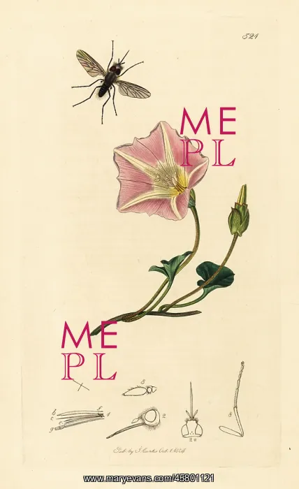 : Flea bee-fly and sea bindweed : Flea bee-fly and sea bindweed