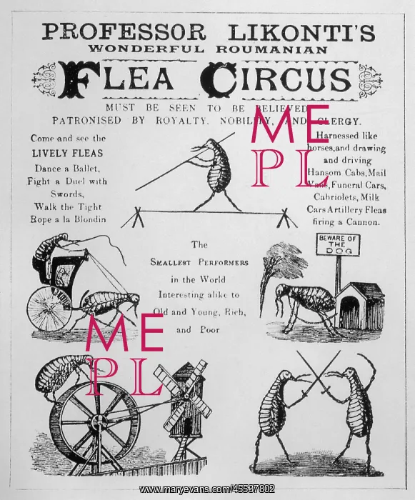  : Flea Circus