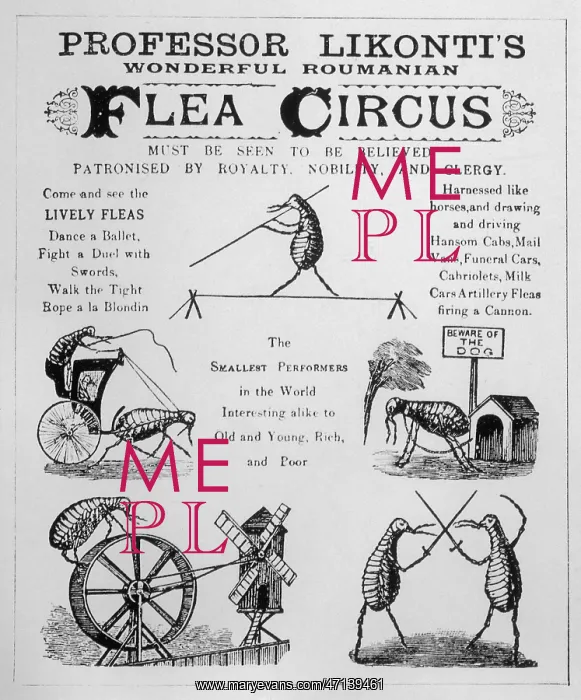  : Flea Circus