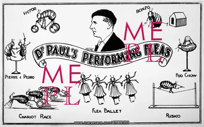  : FLEA CIRCUS / DR PAUL