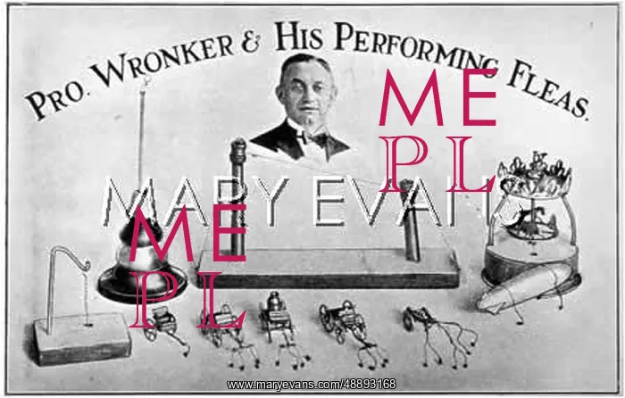  : FLEA CIRCUS / WRONKER