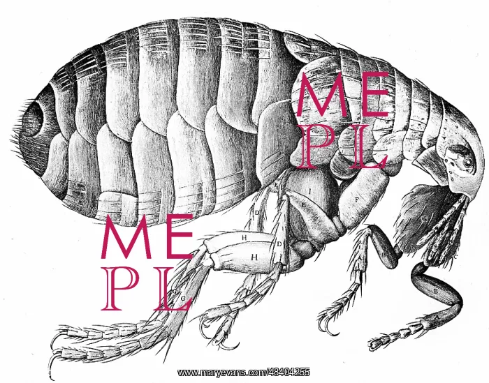 : The Flea. Engraving from Robert Hooke Micrographia : The Flea. Engraving from Robert Hooke Micrographia