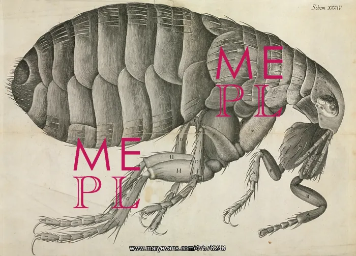 : Flea illustration : Flea illustration
