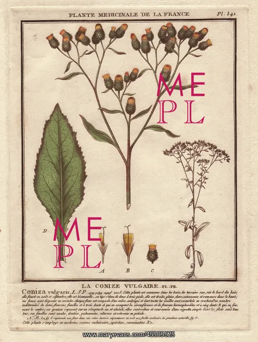 : Fleabane, Conyza vulgaris : Fleabane, Conyza vulgaris