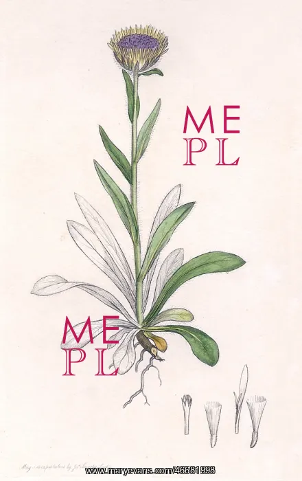 : Fleabane plant : Fleabane plant