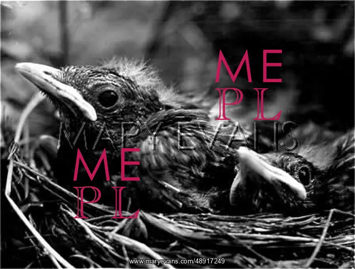 : FLEDGLING BLACKBIRDS : FLEDGLING BLACKBIRDS