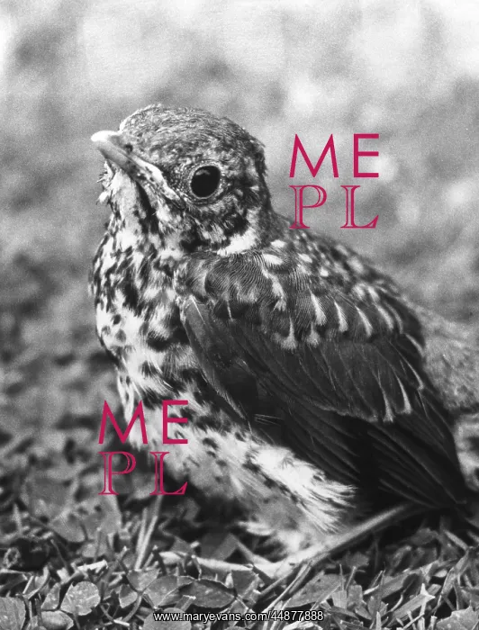  : FLEDGLING SONG THRUSH