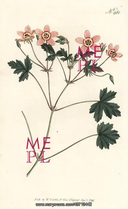 : Flesh-colour'd crane's-bill, Erodium incarnatum : Flesh-colour'd crane's-bill, Erodium incarnatum
