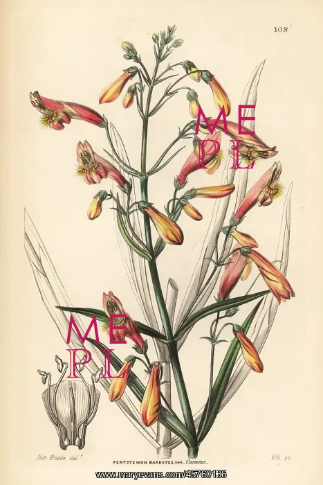: Flesh-coloured bearded penstemon, Penstemon : Flesh-coloured bearded penstemon, Penstemon