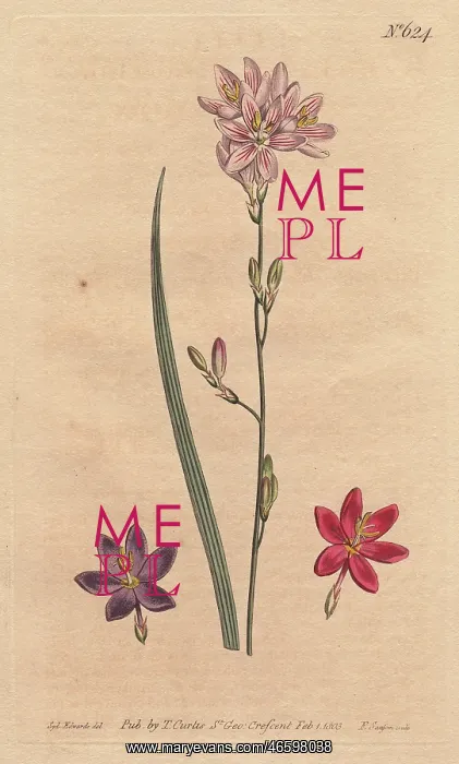 : Flexuose ixia with examples of color varieties: : Flexuose ixia with examples of color varieties: