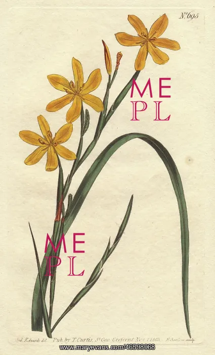 : Flexuose moraea with bright yellow flowers : Flexuose moraea with bright yellow flowers