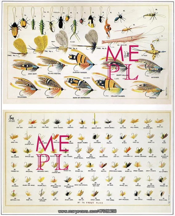  : Flies