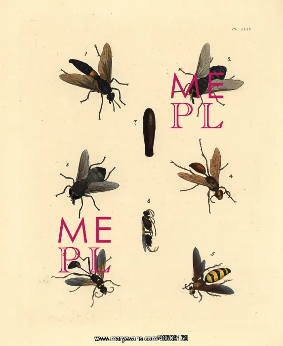 : Flies, wasps and dauber : Flies, wasps and dauber