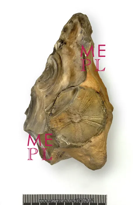: Flint handaxe incorporating fossil echinoid : Flint handaxe incorporating fossil echinoid
