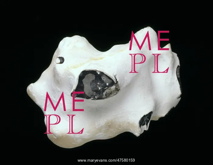 : Flint nodule : Flint nodule