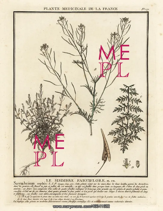 : Flixweed, Descurainia sophia : Flixweed, Descurainia sophia