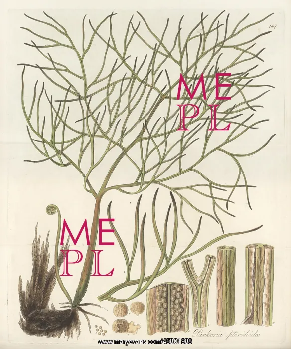 : Floating antlerfern, Ceratopteris pteridoides : Floating antlerfern, Ceratopteris pteridoides