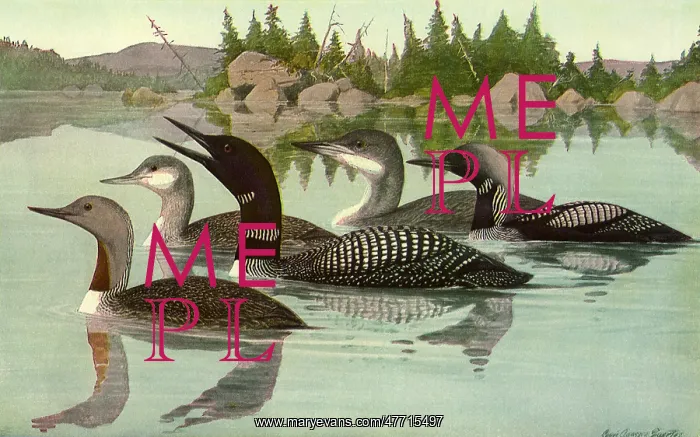  : Floating Birds