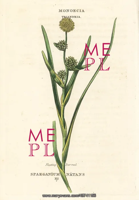  : Floating bur-reed, Sparganium natans
