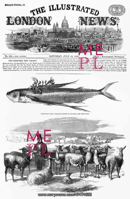 : A flock of llamas, imported from Peru in 1858 : A flock of llamas, imported from Peru in 1858