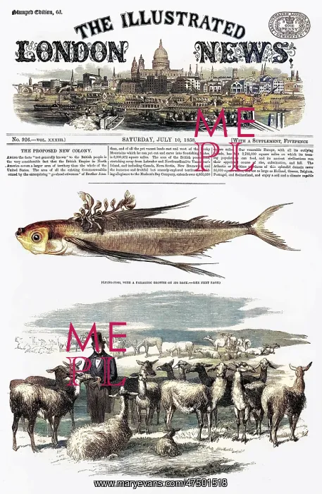 : A flock of llamas, imported from Peru in 1858 : A flock of llamas, imported from Peru in 1858
