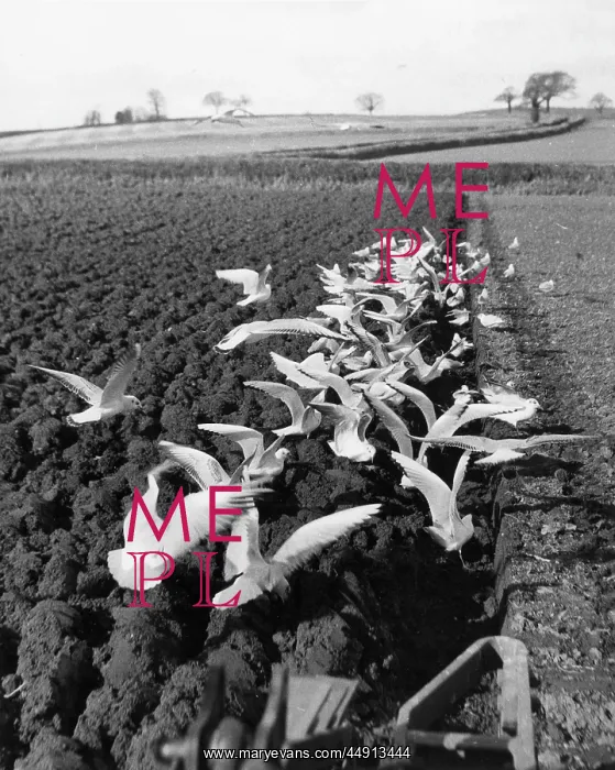 : Flock of seagulls on a ploughed field : Flock of seagulls on a ploughed field