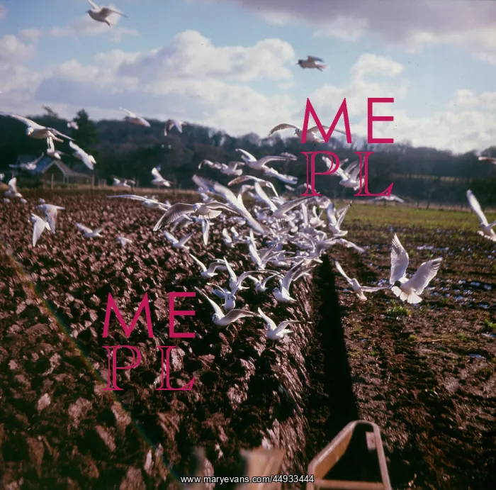 : Flock of seagulls on a ploughed field : Flock of seagulls on a ploughed field