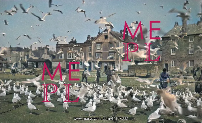 : Flock of seagulls on a street, St Ives, Cornwall : Flock of seagulls on a street, St Ives, Cornwall