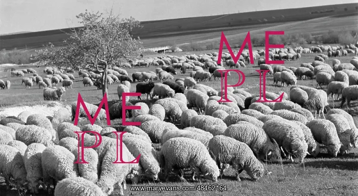 : Flock of sheep : Flock of sheep