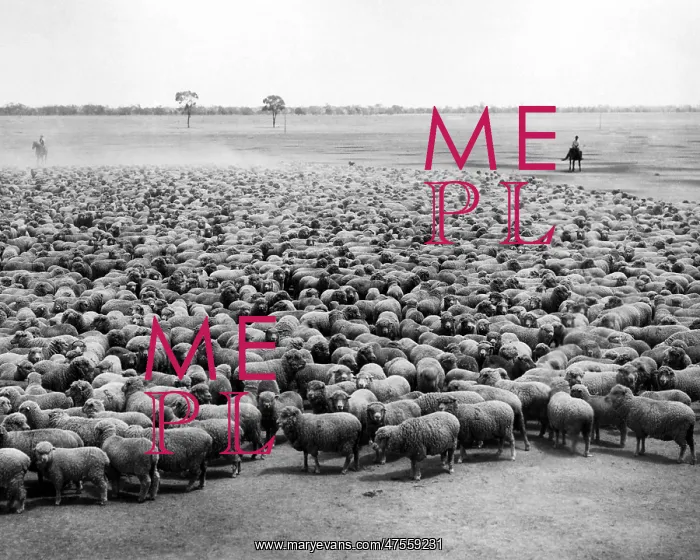 : Flock of sheep, Burrawang Station, Australia : Flock of sheep, Burrawang Station, Australia